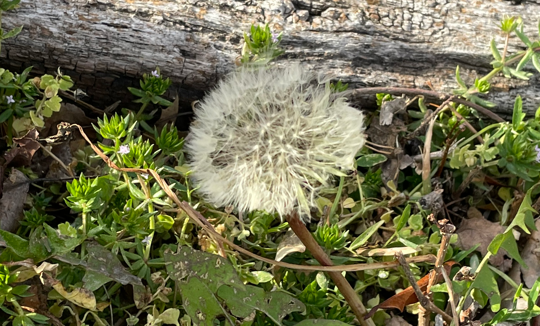 It’s that time of year… my annual Dandelion Rant