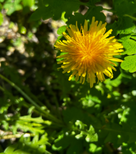 Dandelion in the sun