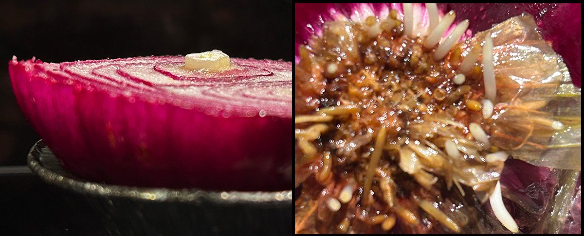 Scrap of red onion begins to grow