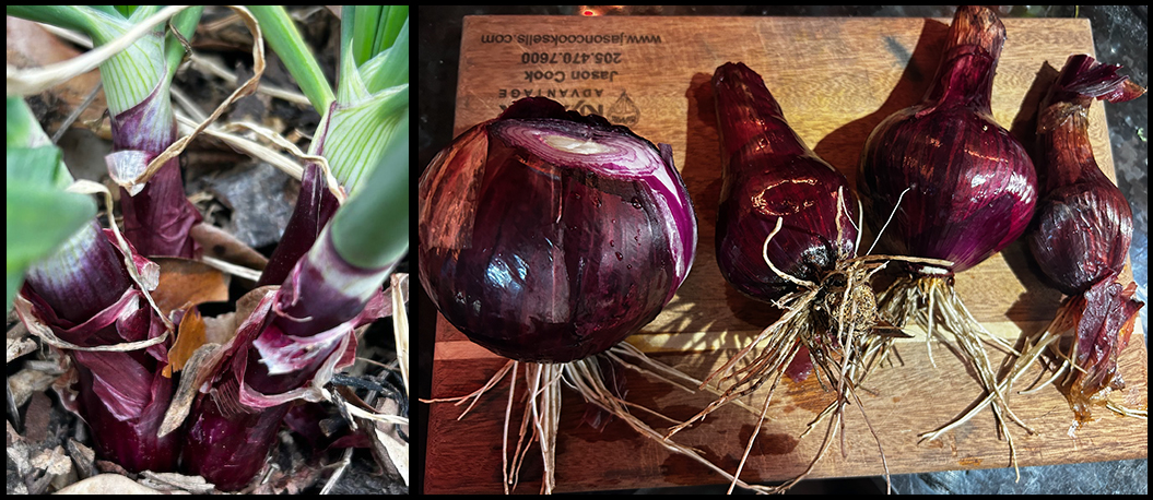 harvesting four new onions 