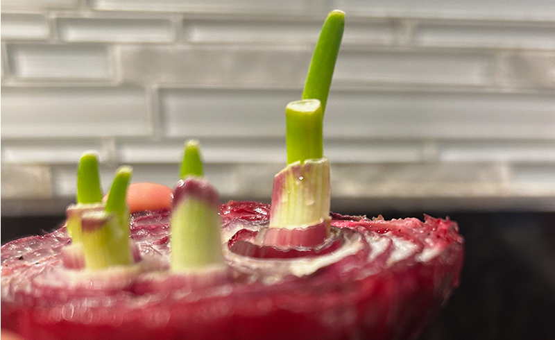 Allium reincarnation