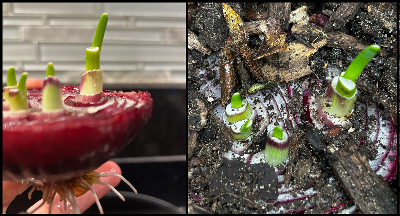 Red onion with roots to plant into the garden