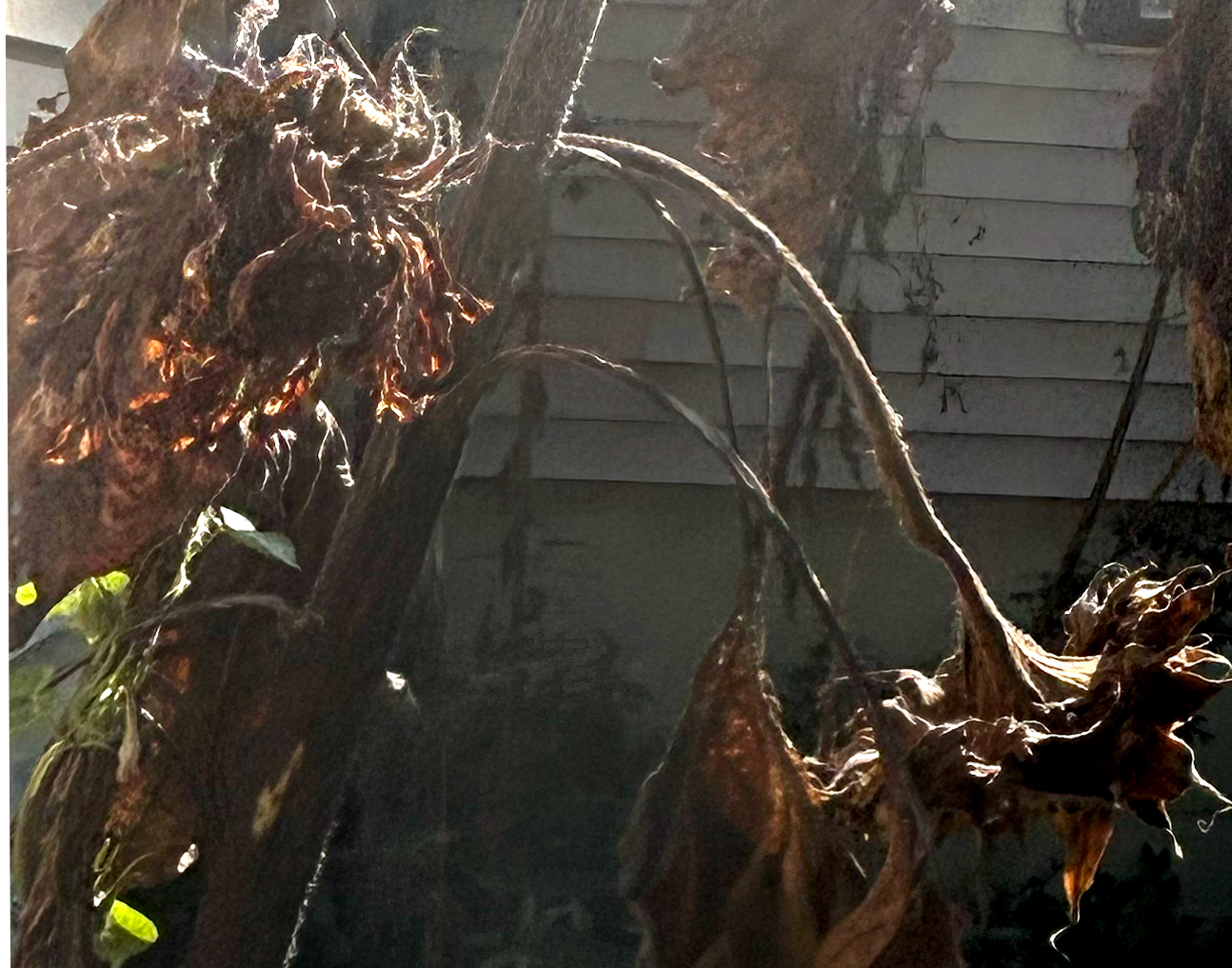 A dried sunflower head still on the stalk sits in high sun