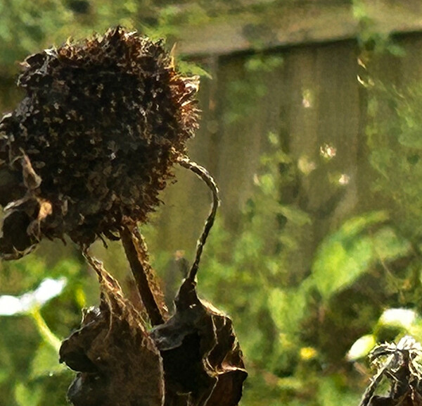 Dried up sunflower head