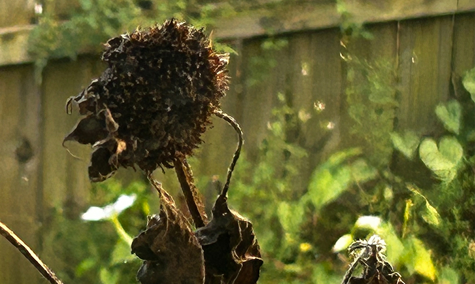 My excuse: a crazy, busy, bustling, “retired” life