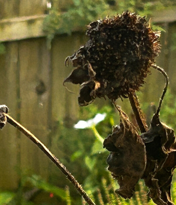 Dried sunflower heads hold garden goodness for birds and next year's bounty