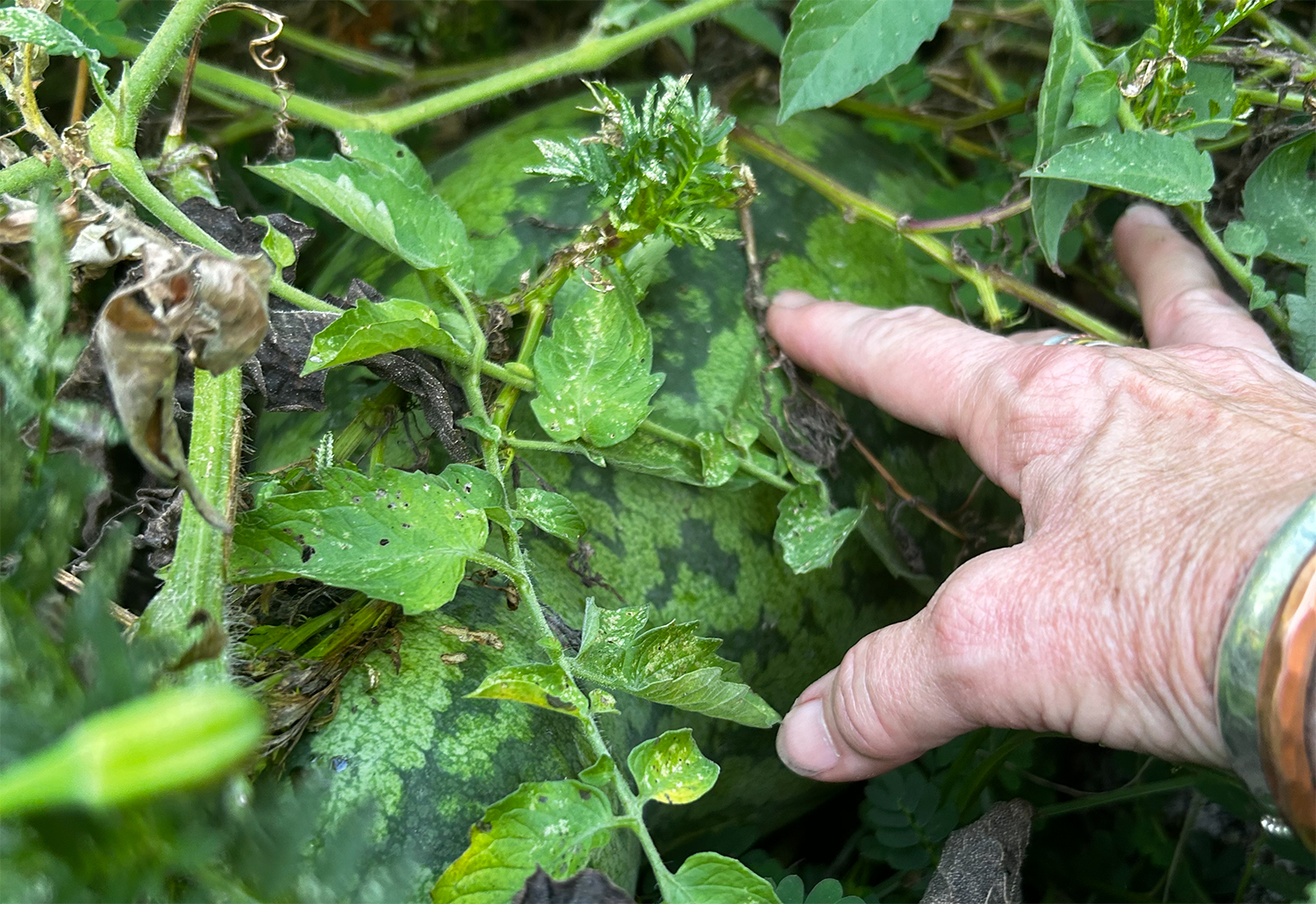 Watermelon hiding in the garden