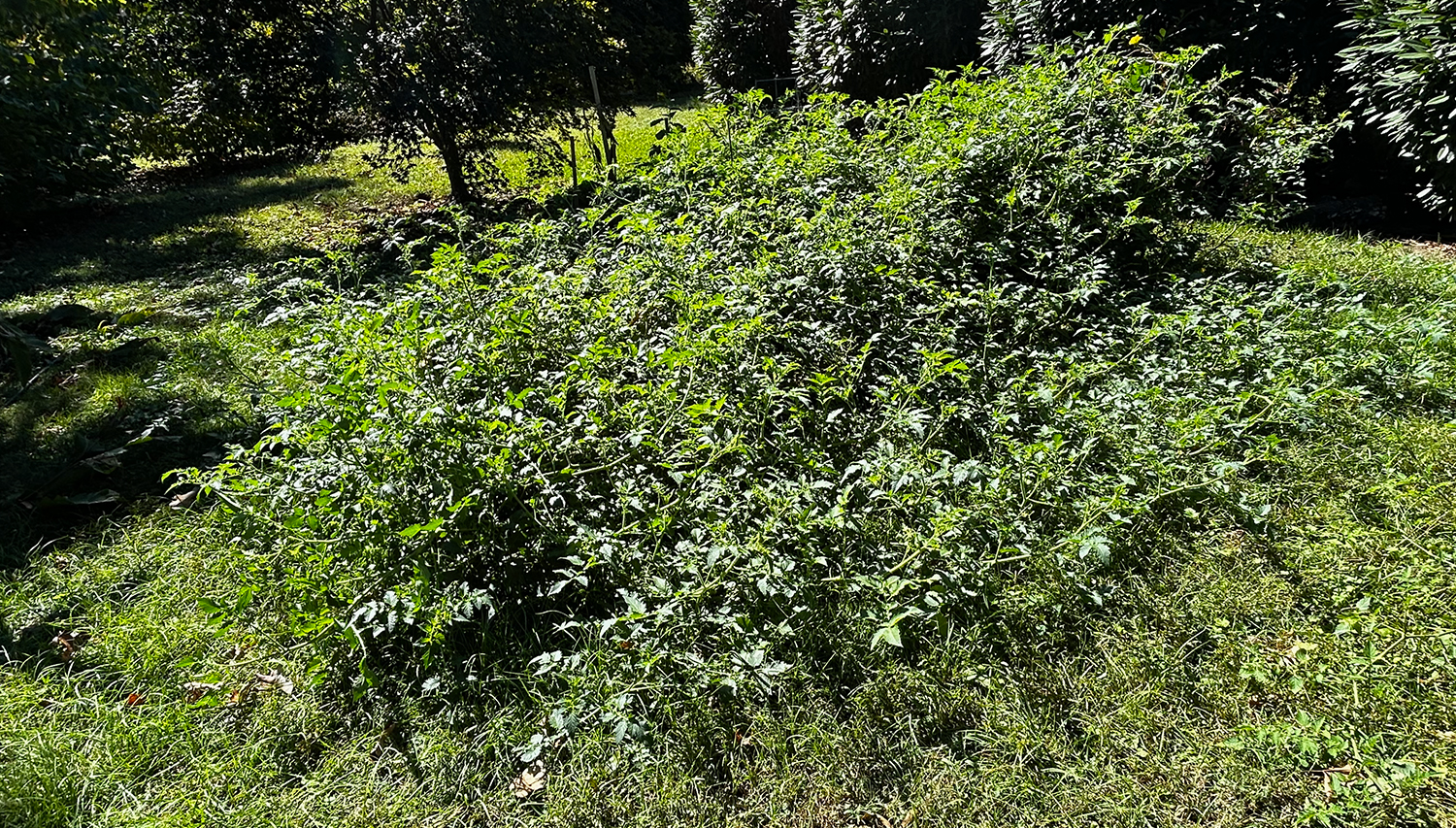 Overgrown tomatoes plants 
