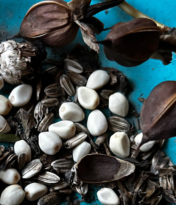 Blue plate of fall seeds