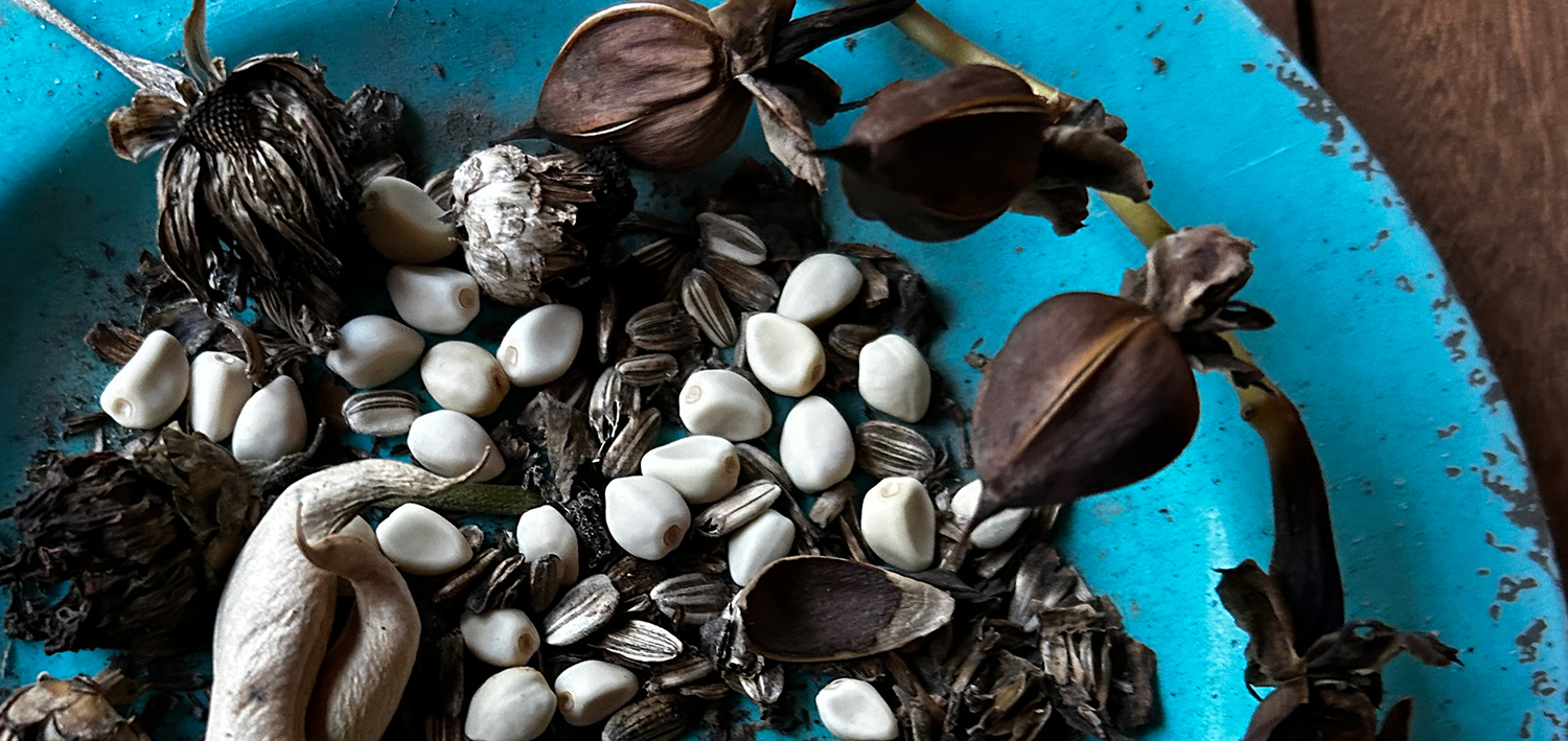 Dia de la Muertos – time for harvest