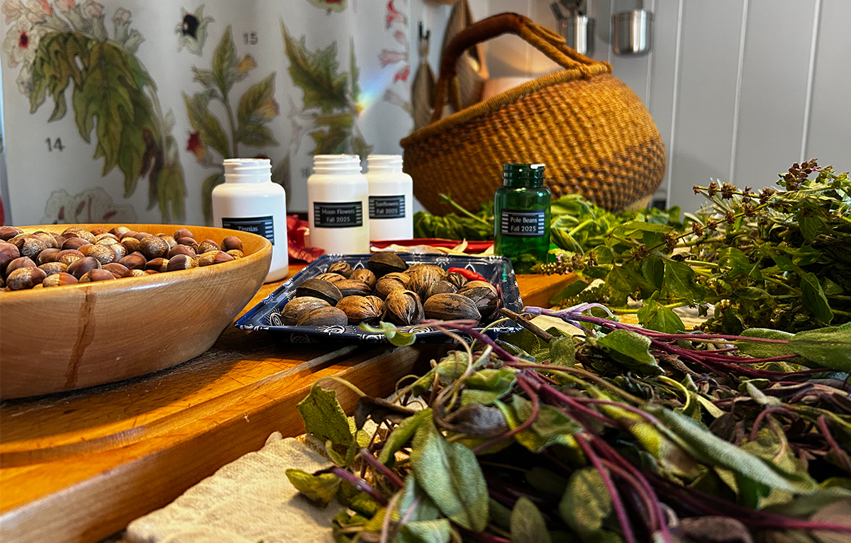 Garden harvesting of herbs, seeds, and nuts