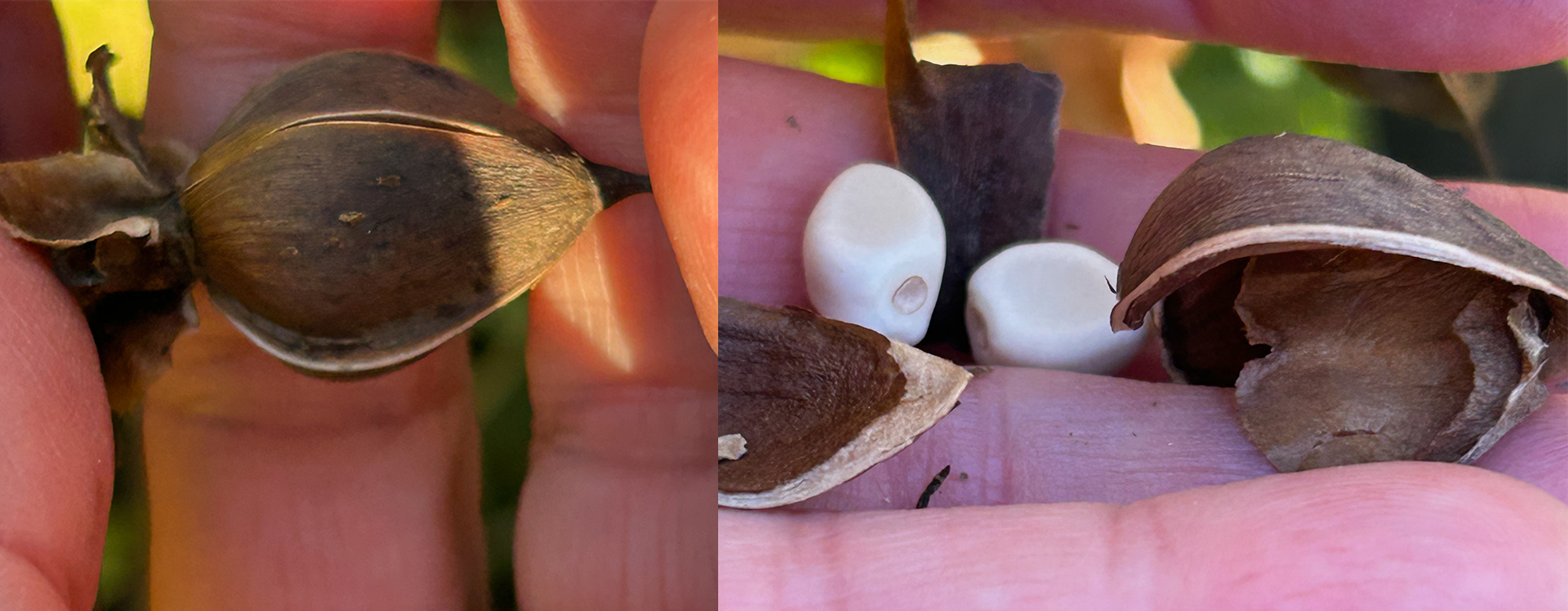Moonflower Seeds and Casing