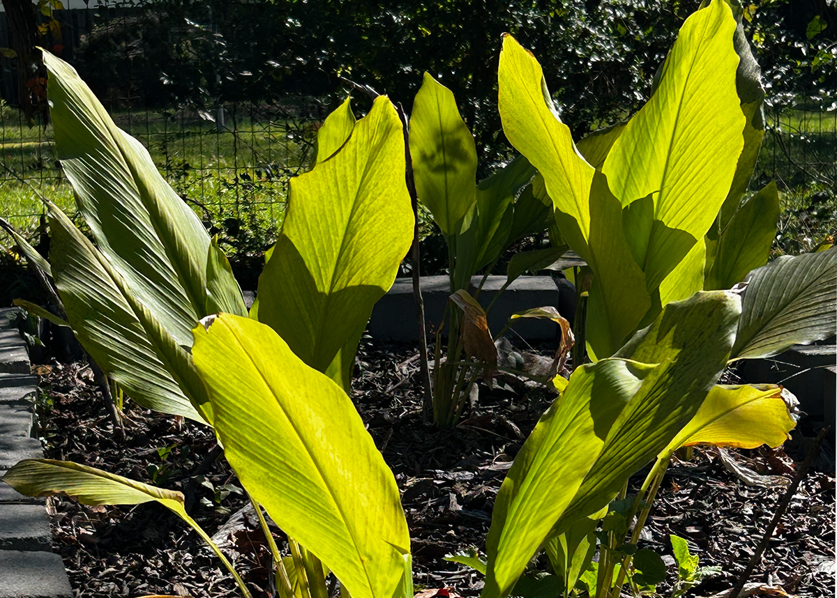 Turmeric leaves turning yellow