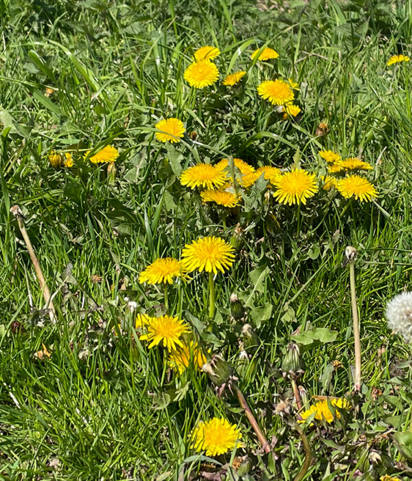 Dandelions